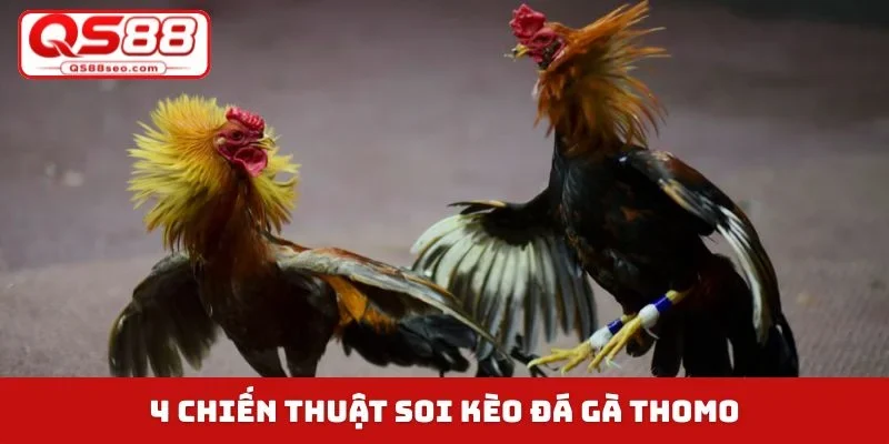 4 chiến thuật soi kèo đá gà Thomo