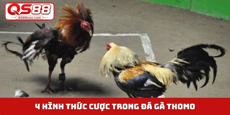 4 hình thức cược trong đá gà Thomo